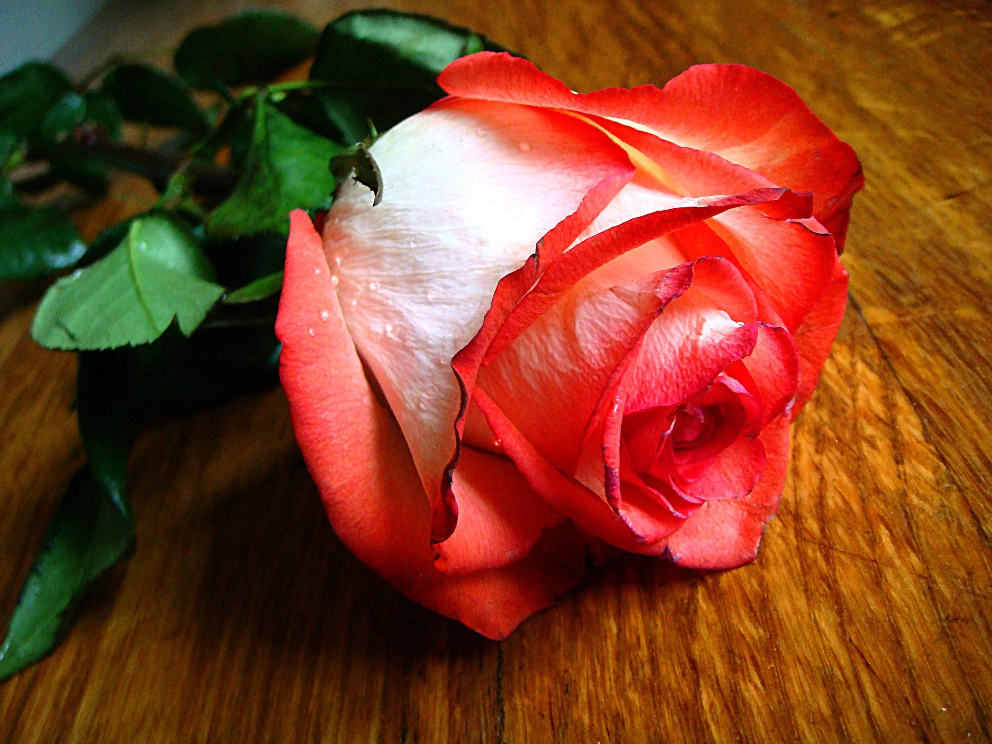 7bjhec.webp
