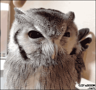 7c1dab69c42ff3b91e4ab9.gif