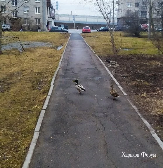 7c1e147f72d7ba8fa80.webp