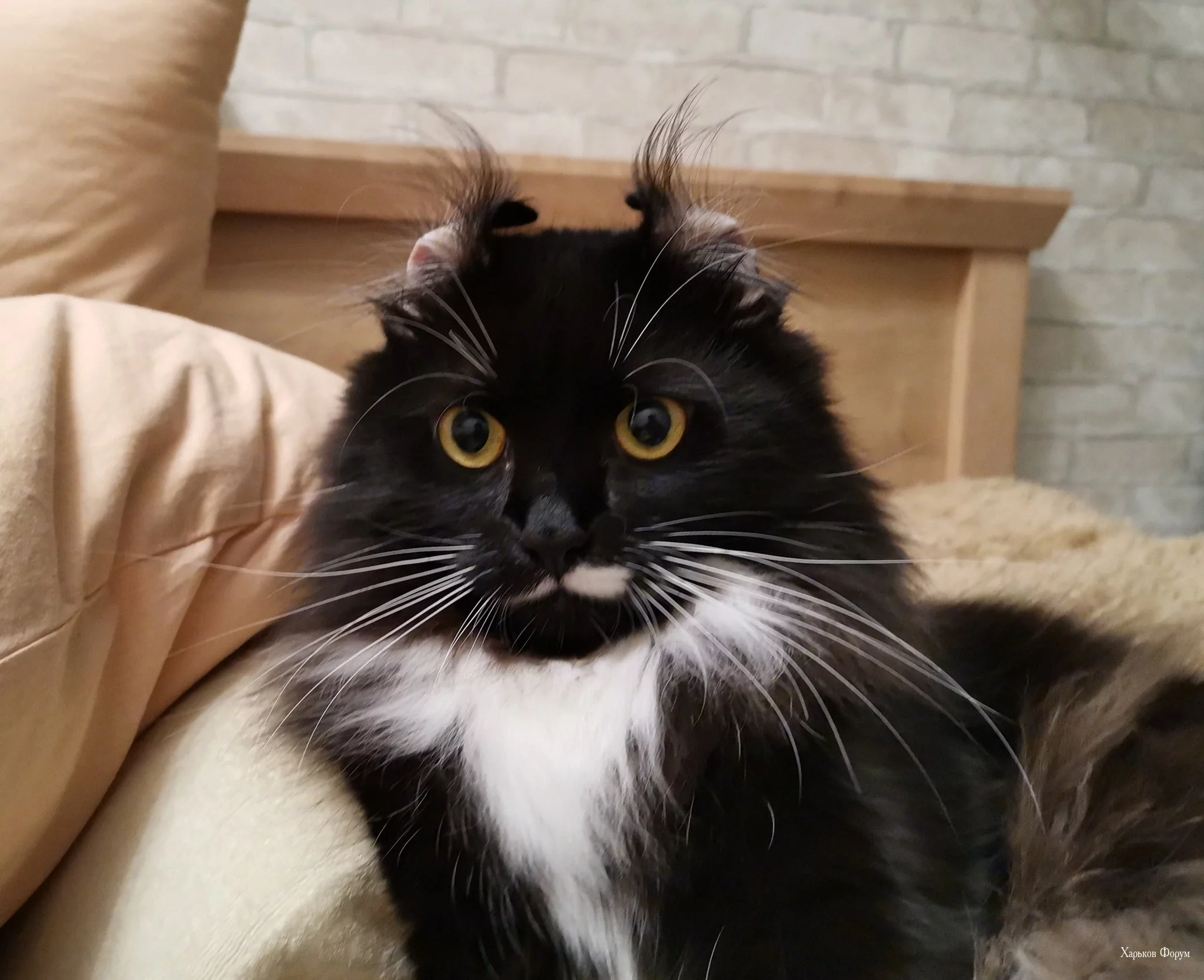 7c5890bfe333f975f0ddd2.webp