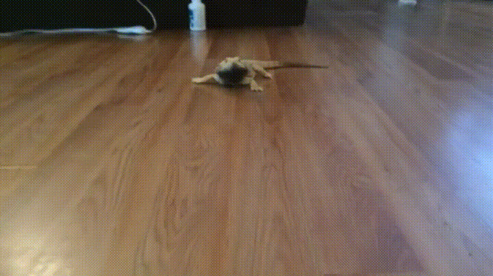 7cafjf.gif