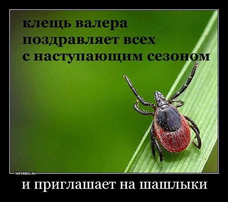 7cbaed.webp