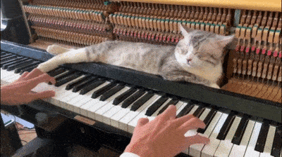 7cc0d56d7a565fa7aa8.gif