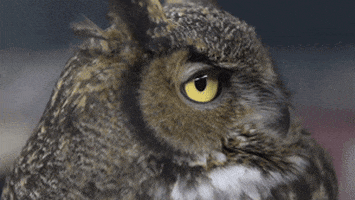 7cdd1d963c6ed252040ea.gif