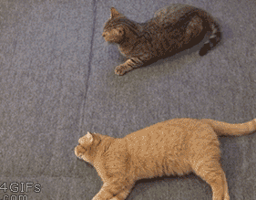 7d5f9639268f6029e979a2379feb1f7c.gif