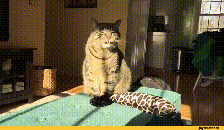 7d6d1e48c193f037382fa8.gif
