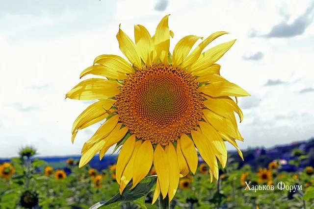 7d783107308a9b3827f7eada.webp