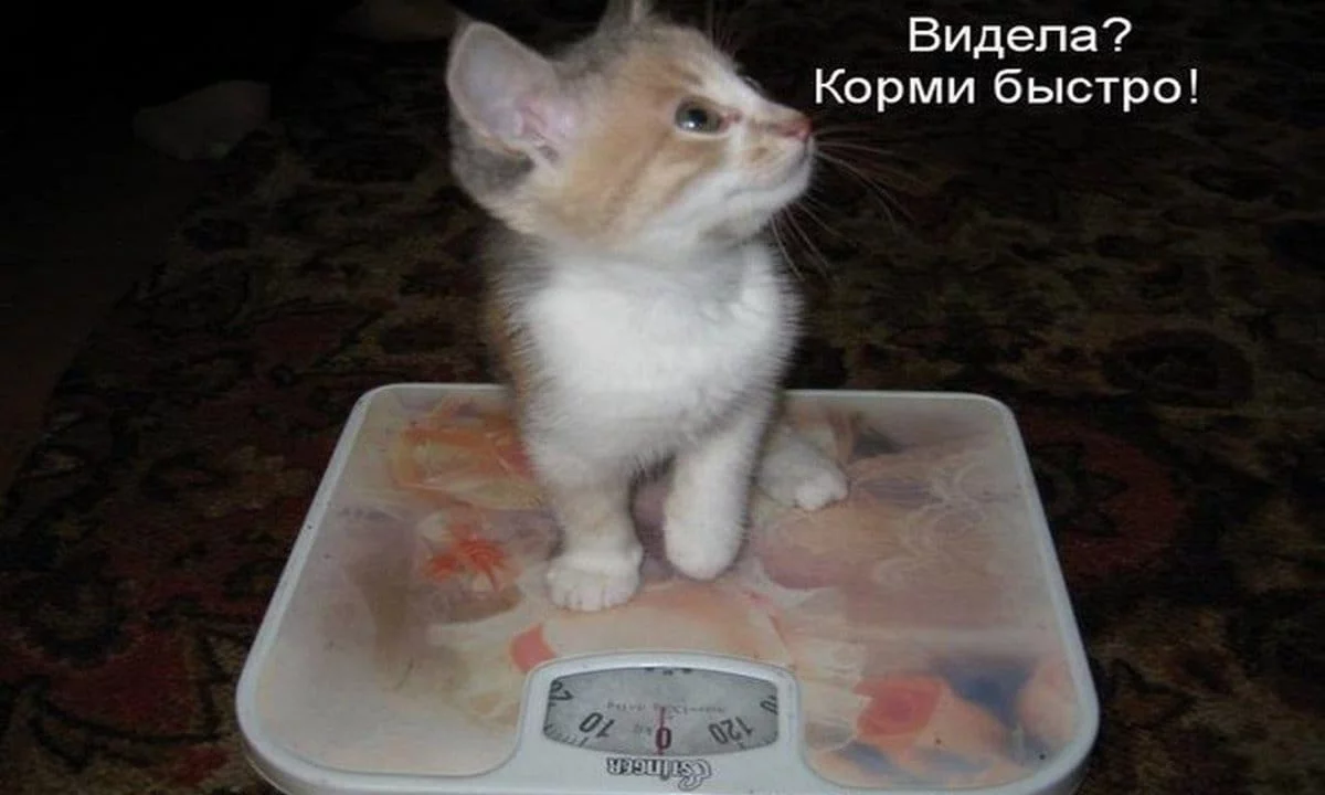 7dcejj.webp