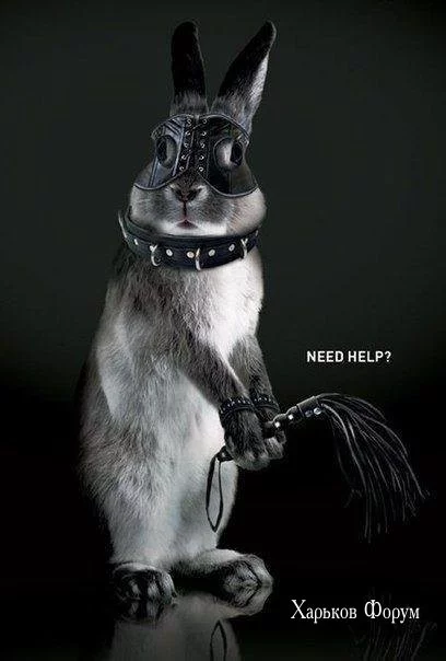 7decc0d4ca0643fe5ee3fd.webp