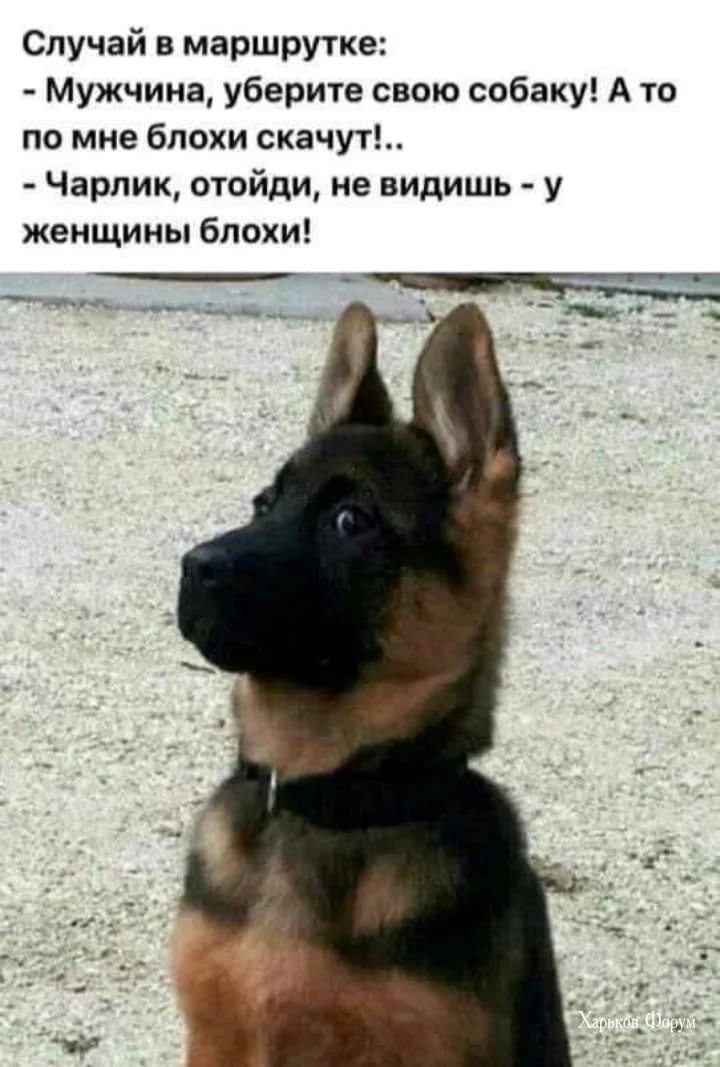 7e81216df789339ef.webp