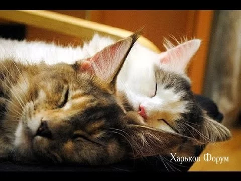 7ebd06a23847cd6676d.webp