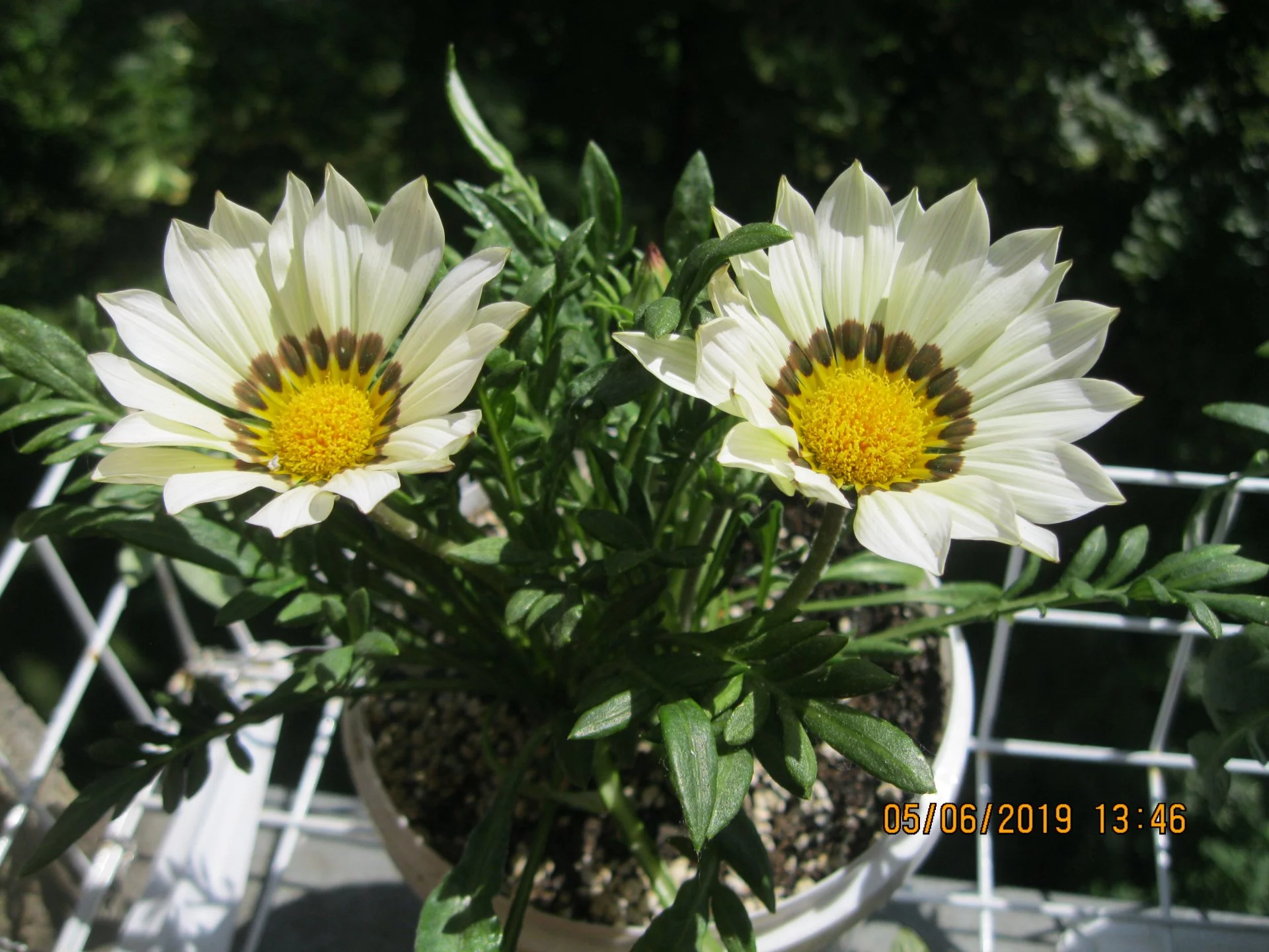 7ecbgc.webp