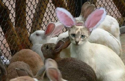 7egggg.webp