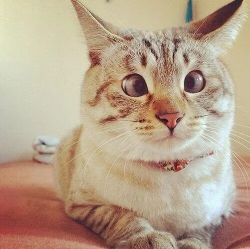 7ffedd.webp