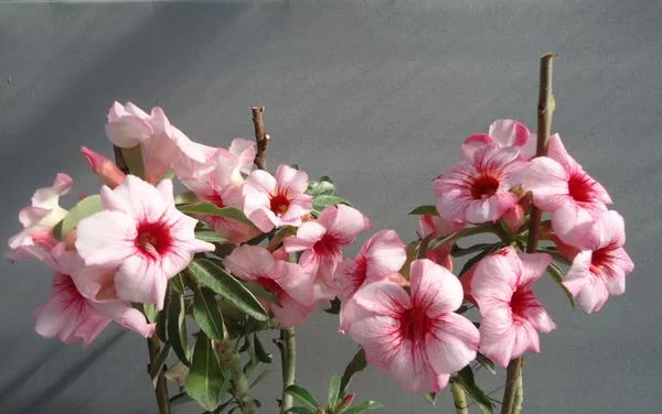 7jgbfa.webp
