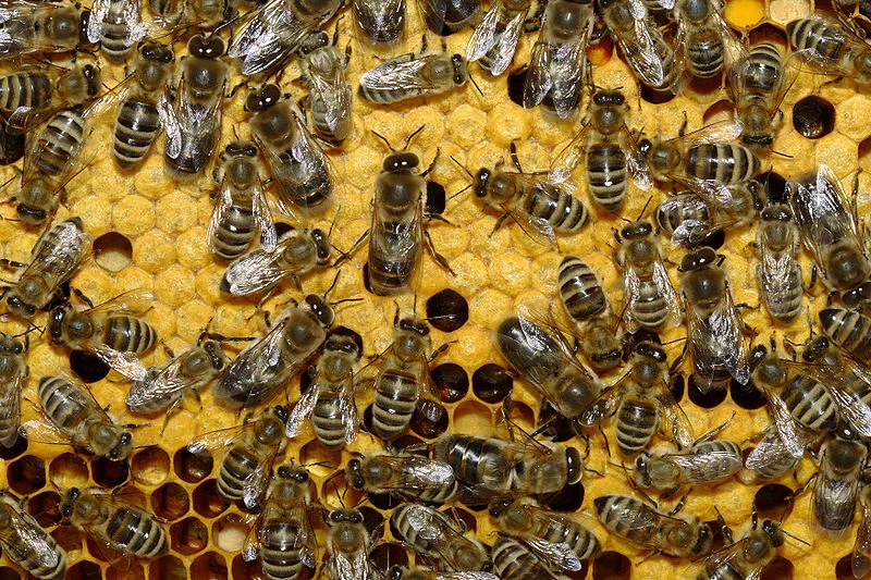 800px-Bienen_35b.webp