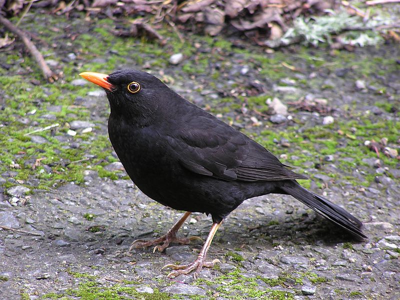 800px-Blackbird_%28male%29.jpg