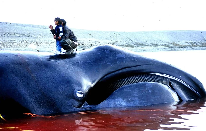 800px-Bowhead_Whale_2002-08-10.webp