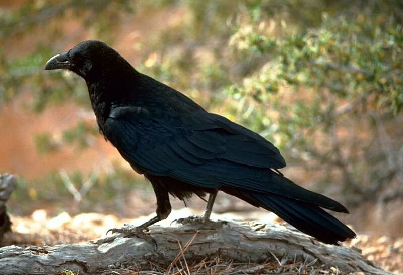 800px-Corvus_corax_%28FWS%29.webp