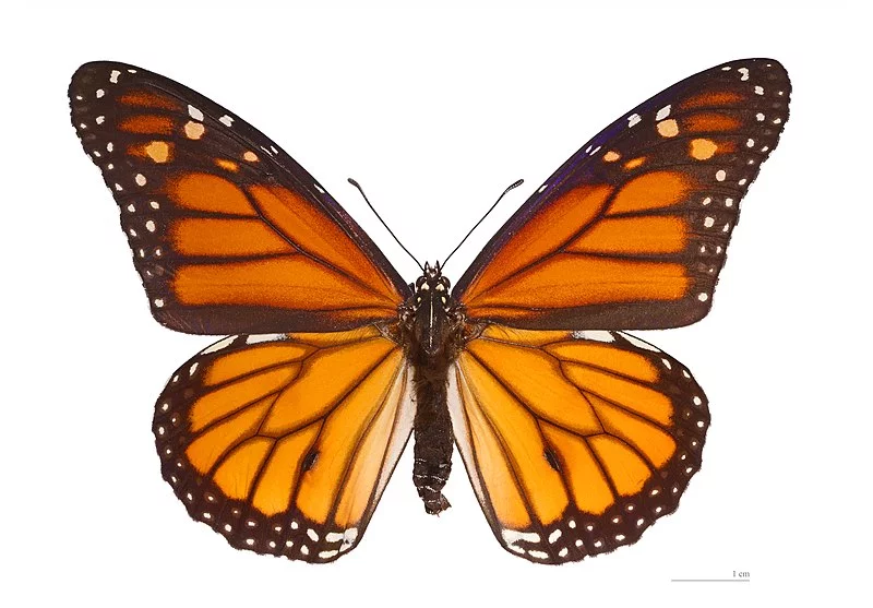 800px-Danaus_plexippus_MHNT_dos.webp