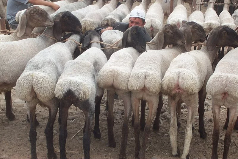 800px-Erector_fat_tail_sheep.webp