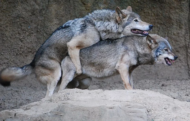 800px-Korean_wolves_mating_%28cropped%29.webp