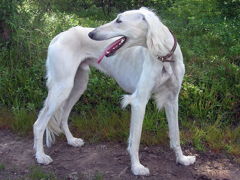 800px-Malik_the_Saluki.webp