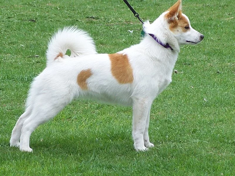 800px-Norrbottenspets_Karina_2008.webp