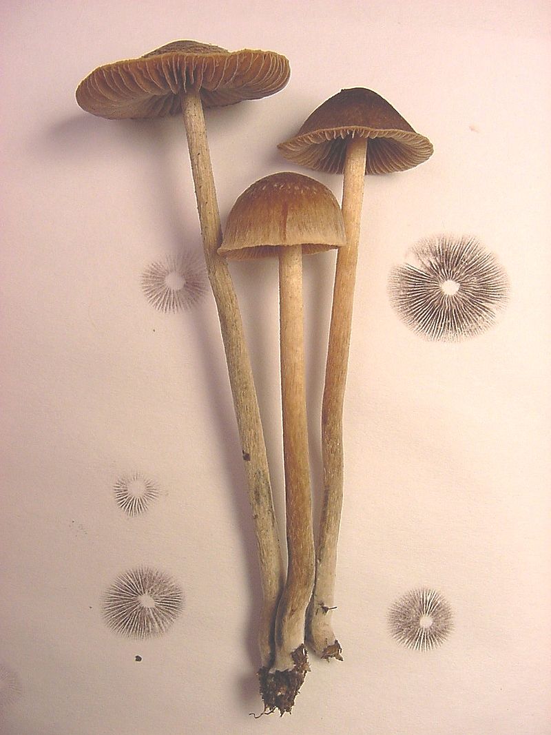 800px-Psilocybe.tampanensis.one.jpg