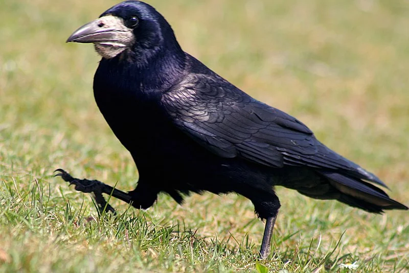 800px-Rook_-_Corvus_frugilegus_%28476445950%29.webp