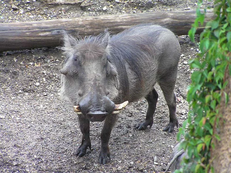 800px-Warthog_chicago.webp