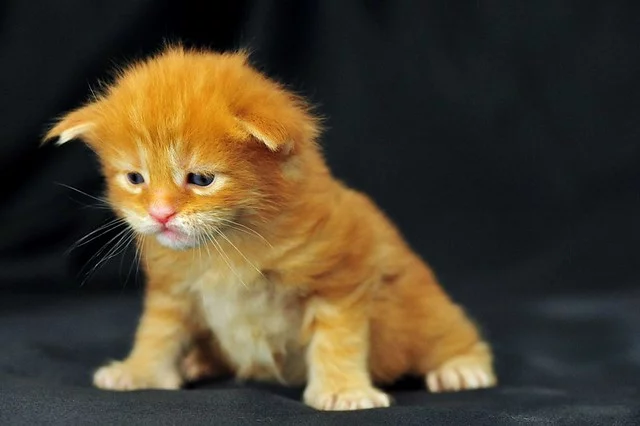 8034404466_c16d690926_z.webp