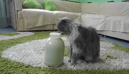 8041d2bd4efa93da77.gif