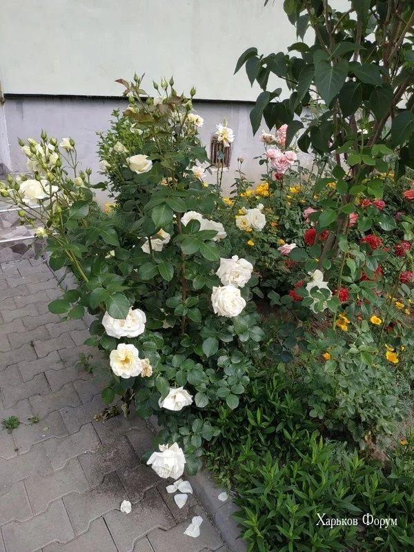 807b1852f2ed9f01.webp
