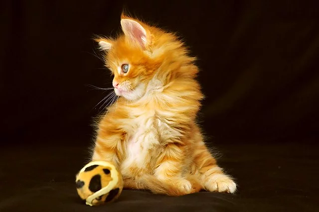 8085280342_b23d5aaa80_z.webp