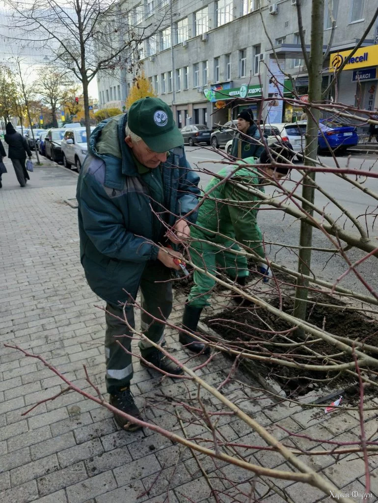 Висадка лип у центрі Харкова у жовтні 2025 року