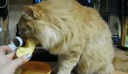 80ff51a633938ae48e3.gif