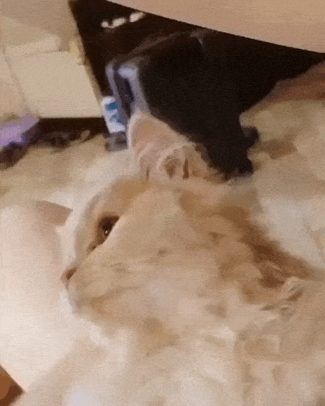 81250368a63ab945db0.gif