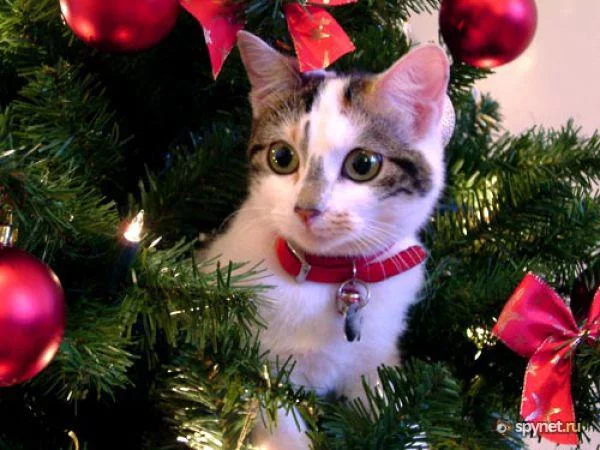 81435873_e5c6afdba0.webp