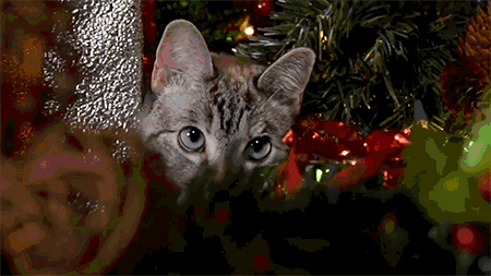 81b569669ee7f228fcd75.gif