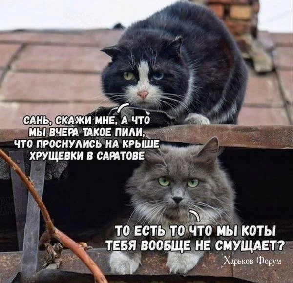 81c5317840125819.webp