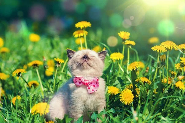 81ZeYxXcnKM.webp