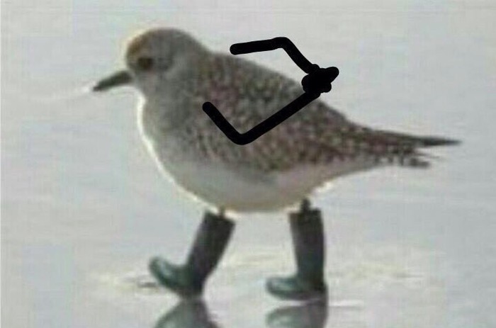 %82%D0%B8%D1%86%D0%B0-%D1%88%D1%82%D0%BE%D1%88-1-1.jpg