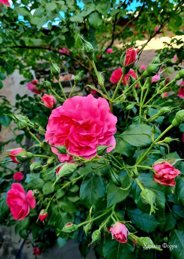 82210313bde39108.webp