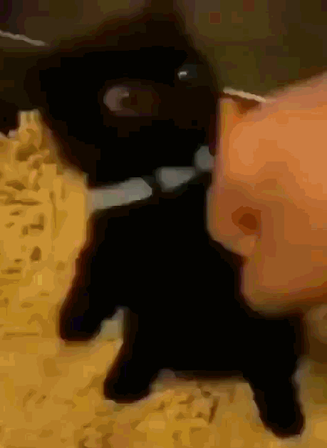 8229027f769b05699ff5.gif