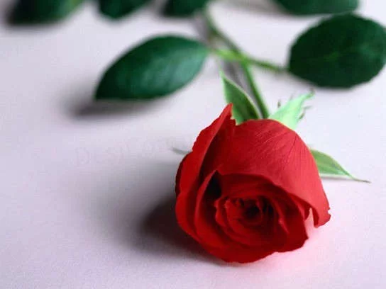 824641.webp