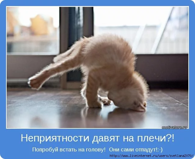 82942556_kotik17.webp