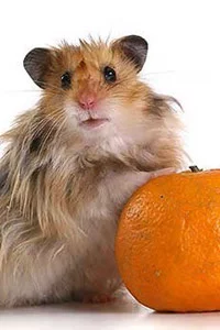 82_hamster_and_tangerine.webp