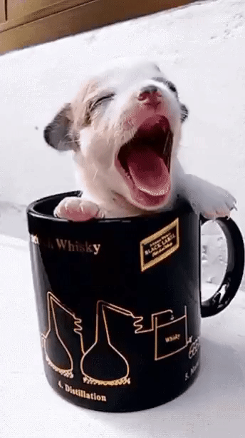 82c6e42963a2bcf9.gif