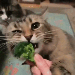 83267f578851e19d.gif